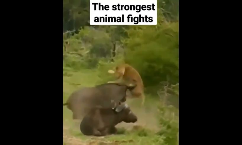 The strongest animal fights, watch the buffalo save it from the lion,Fictional stories#قصص #comida