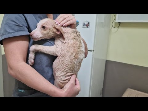 The unbelievable torture experienced by an abandoned puppy