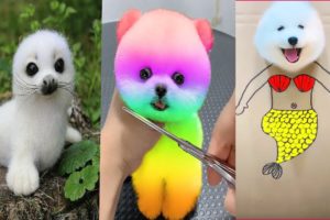 These Could be the Cutest Pets on TikTok 🤔Funny and Cute Pomeranian 😍#shorts