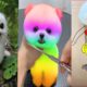These Could be the Cutest Pets on TikTok 🤔Funny and Cute Pomeranian 😍#shorts