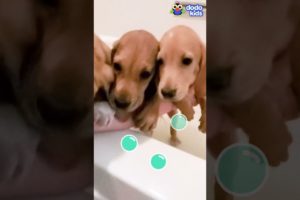 These Cute Puppies Need A Bath! | Dodo Kids | Short