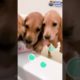 These Cute Puppies Need A Bath! | Dodo Kids | Short