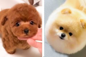 These puppies are so adorable!😋 See what funny actions they are doing 😍😋| Cute Puppies