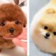 These puppies are so adorable!😋   See what funny actions they are doing 😍😋| Cute Puppies