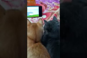 They Watching Tom & Jerry🥰😍shorts #kitten #cutecat