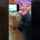 They Watching Tom & Jerry🥰😍shorts #kitten #cutecat