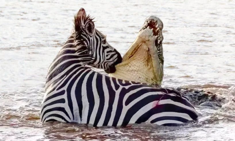 This Crocodile was doomed! Rare Animal fights with Crocodiles that got caught on Camera