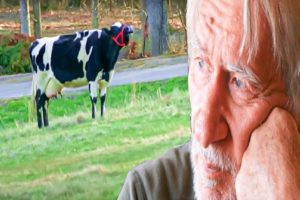 This Dairy Cow Was Crying Non-Stop So Her Owner Went to Her Old Farm To Find Out The Truth Behind Th