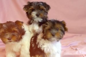 Three cutest puppies !
