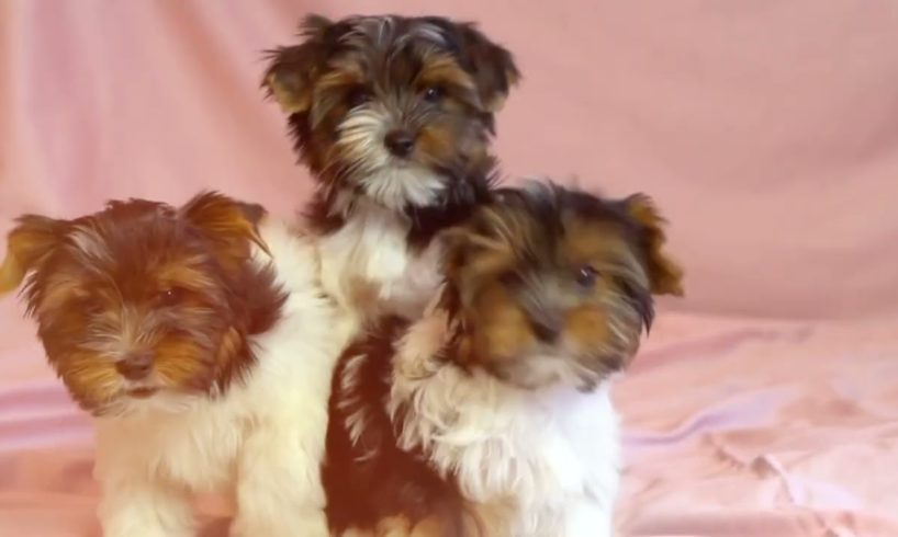 Three cutest puppies !