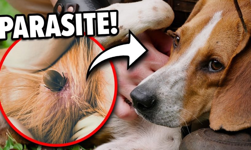 Tick Infested Puppy! Can We Save Him??