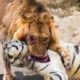 Tiger Vs Lion - Angry Tiger Fight Lions To Prove Who Is The King? | Wild Animals