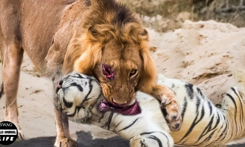 Tiger Vs Lion - Angry Tiger Fight Lions To Prove Who Is The King? | Wild Animals