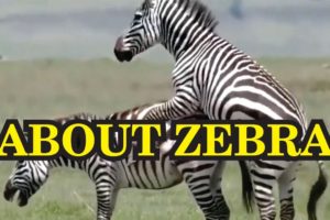 Tiger brutally kills baby zebra / wild animals fights