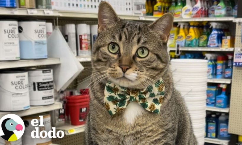 Todos tienen ese compañero de trabajo... | Cat Crazy | El Dodo