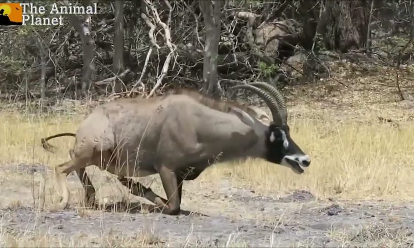 Top 10 Animal Fights in the Animal Kingdom  │ The Animal Planet