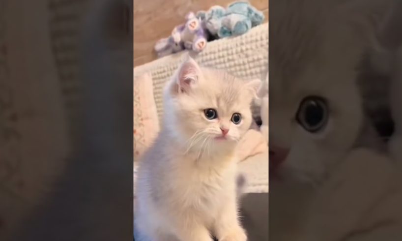Top 10 Most Cutest Pets in the world (part 1 )🌎 #💕🥰🐶🐼🐈‍⬛#world #viral #wow #petslover