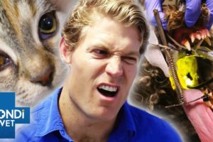 Top 5 Pet's Mystery Conditions 😵‍💫 Bondi Vet Compilation | Bondi Vet