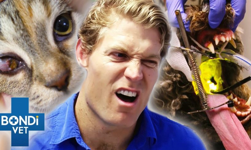 Top 5 Pet's Mystery Conditions 😵‍💫 Bondi Vet Compilation | Bondi Vet