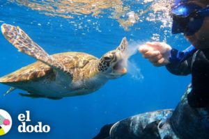 Tortuga marina comparte su medusa con un buzo | Corazones Salvajes | El Dodo