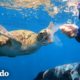 Tortuga marina comparte su medusa con un buzo | Corazones Salvajes | El Dodo