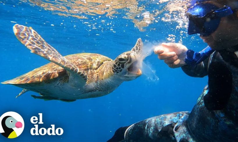 Tortuga marina comparte su medusa con un buzo | Corazones Salvajes | El Dodo