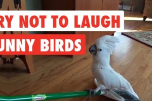 Try Not To Laugh | Funny Birds Video Compilation