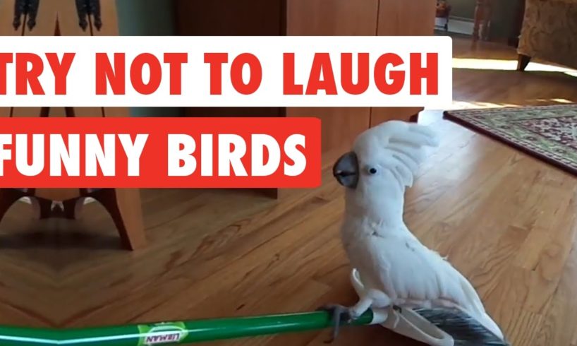 Try Not To Laugh | Funny Birds Video Compilation