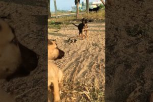 Two Cute Puppies 😍#shorts #puppy #viral #dog #video #dog