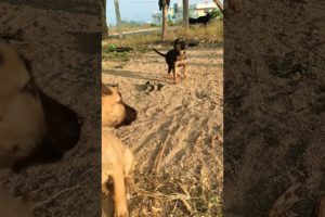 Two Cute Puppies ๐#shorts #puppy #viral #dog #video #dog