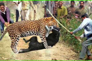 Unbelievable ! Cheetah Desperately Into Village Attack And Hunt Dogs | Leopard Vs Dogs @3WinAnimal