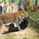 Unbelievable ! Cheetah Desperately Into Village Attack And Hunt Dogs | Leopard Vs Dogs @3WinAnimal