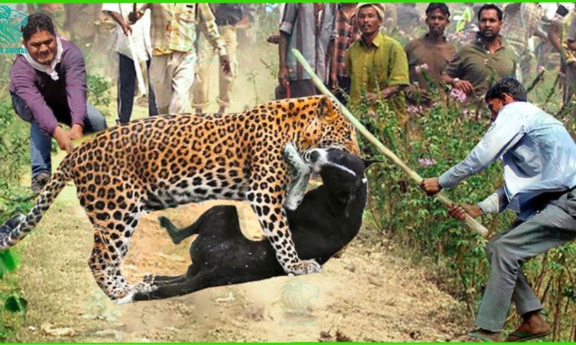 Unbelievable ! Cheetah Desperately Into Village Attack And Hunt Dogs | Leopard Vs Dogs @3WinAnimal