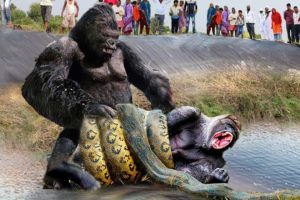 Unbelievable! Gorilla Fights To Save Fellow In The Grip Of Giant Python || Wild Animals Attack 2023