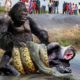 Unbelievable! Gorilla Fights To Save Fellow In The Grip Of Giant Python || Wild Animals Attack 2023