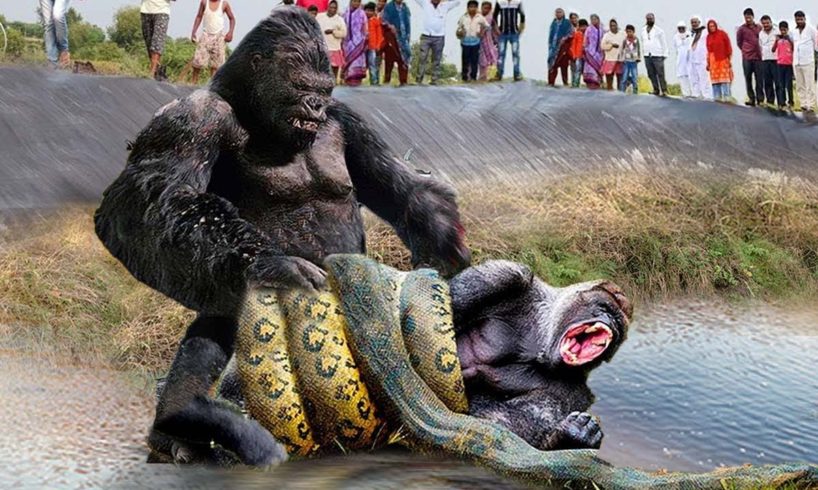 Unbelievable! Gorilla Fights To Save Fellow In The Grip Of Giant Python || Wild Animals Attack 2023