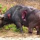 Unbelievable ! Injured Animal Fights DEATH For Life, What Miracle Happened ? | Wild Animals