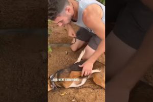 VIRAL DOG RESCUE CAUGHT ON CAMERA DOG SAVIOR #dog #dogperson #dogshorts #shortsfeed #youtubeshorts