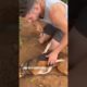 VIRAL DOG RESCUE CAUGHT ON CAMERA DOG SAVIOR #dog #dogperson #dogshorts #shortsfeed #youtubeshorts