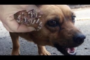 WHAT!!! HUGE MAGGOTS on Head of Negligent Dog Have Been Removed & Cleaned! Animal Rescue & Feeding!