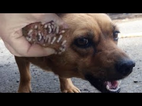 WHAT!!! HUGE MAGGOTS on Head of Negligent Dog Have Been Removed & Cleaned! Animal Rescue & Feeding!