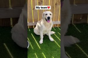 Watch My Pack Of Dogs (Cutest dogs❤️) #doggydaycare #mydogs
