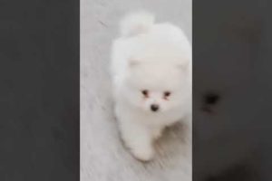 Watch These #cute Puppies Do the Cutest Thing! 🐶 🤩 #01