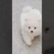 Watch These #cute Puppies Do the Cutest Thing! 🐶 🤩 #01