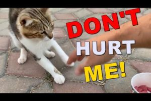Watch This Cat's Heartbreaking Reaction When I Do THIS... ANIMAL RESCUE 2023