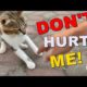 Watch This Cat's Heartbreaking Reaction When I Do THIS... ANIMAL RESCUE 2023