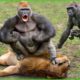 What Happens To Lion King When He Dare To Kill Newborn Baby Gorillas | Animals Fight @3WinAnimal