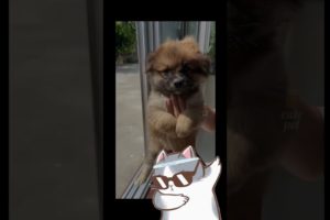 Who Is the cutest ? puppy #cat dog #video #funny #shorts