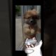 Who Is the cutest ? puppy #cat dog #video #funny #shorts