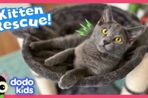 Why Is It So Hard To Rescue This Tricky Kitten? | Dodo Kids | Rescued!